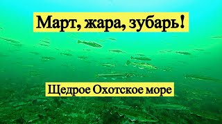 Март, жара, зубарь! Щедрое Охотское море. Подводная съёмка!