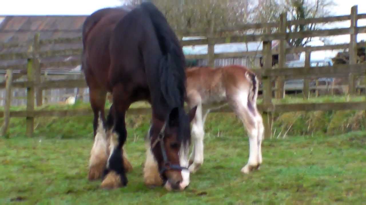 Shire mares with there foals