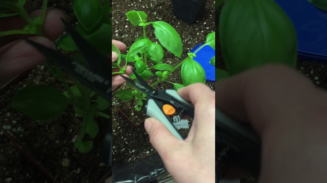 How to pinch and trim Basil YouTube