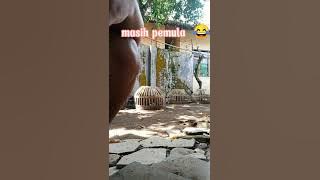 CARA PASANG RING MERPATI ANAK SUTRA