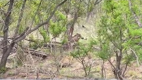 leopard attacking the warthog and suddenly stealing by hyena coming video