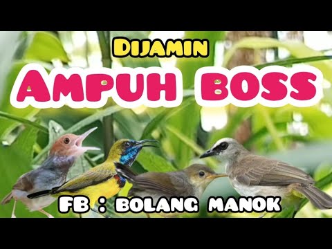 Suara Pikat Burcil Kombinasi PrenjaK Starter Ribut,Sogon,dan Trucuk Ribut