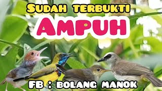 Suara Pikat Burcil Kombinasi Prenjak Starter Ributsogondan Trucuk Ribut