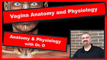 Vagina Structure and Function:  Anatomy and Physiology