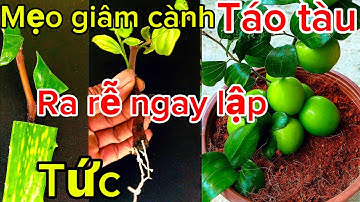 Cắm cành Táo vào nha đam sẽ ra rễ ngay lập tức không cần thuốc kích rễ