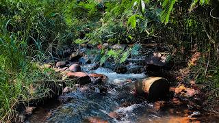 Drift into Overnight Calm with Peaceful River Sounds and Hidden Forest Waterscapes