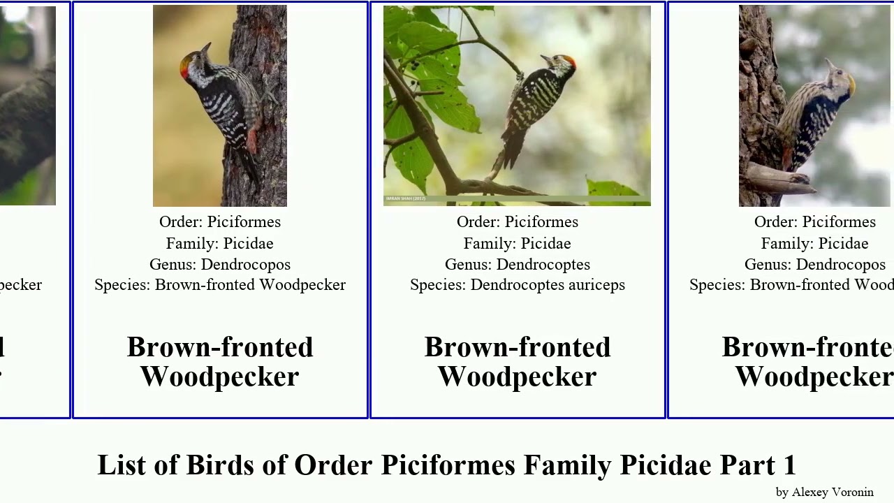 List of Birds of Order Piciformes Family Picidae Part 1 woodpecker auratus colaptes piculet cuban