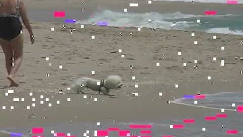 Video Databending Experiment