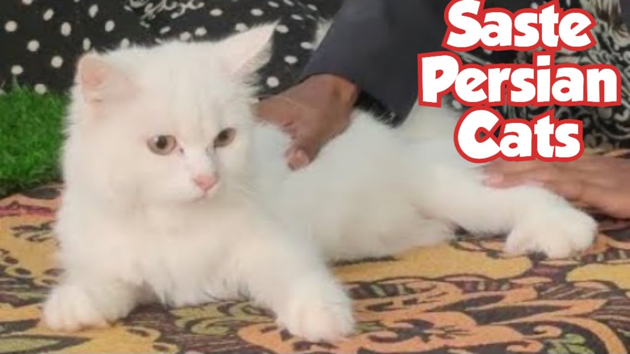 Saste Persian Kittens for Sale in Offer at Syeds Cattery Hyderabad White Persian Cats
