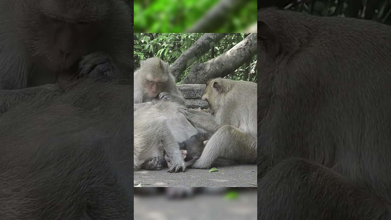 The welfare of the monkey family 