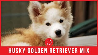 Meet Phoebe - Siberian Husky Golden Retriever Mix Dogs | Animals