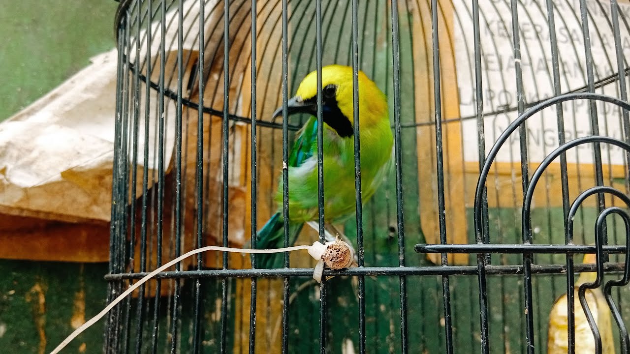 UPDATE STOK TERBARU ABADI BIRD PALMERAH SELASA 7 JULI 2026