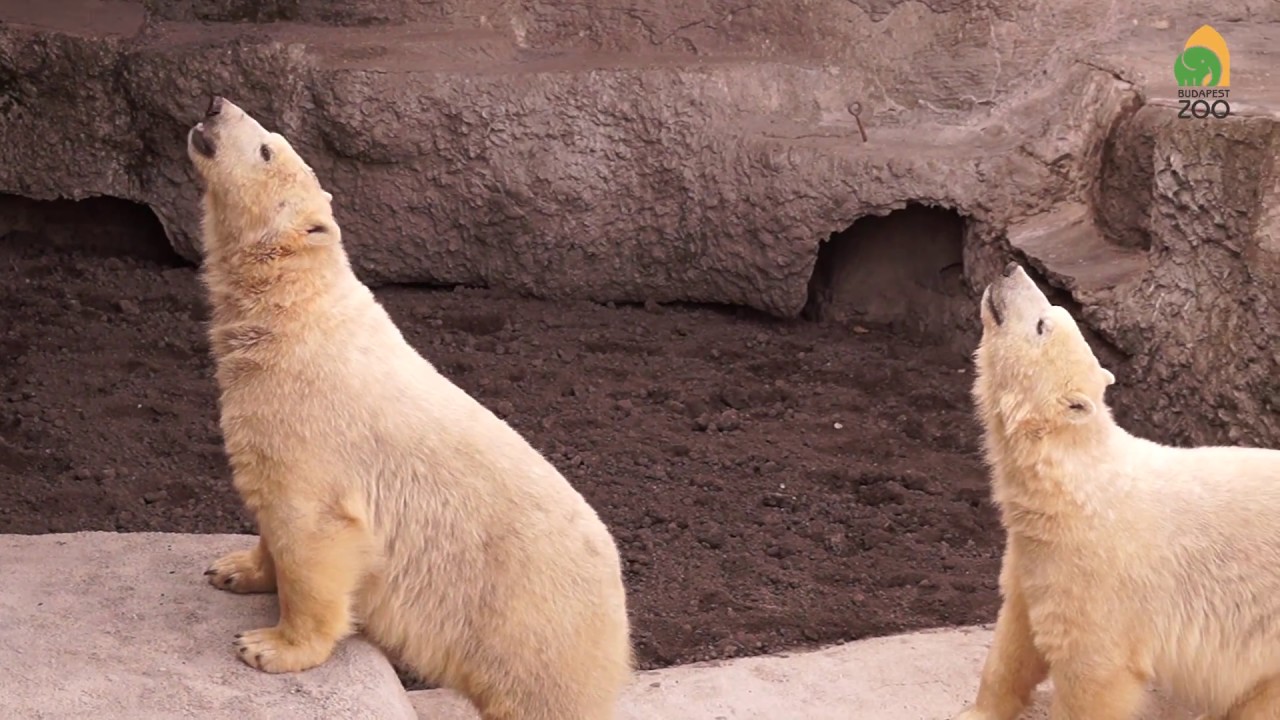 Ismerkedjen meg az új jegesmedvékkel!