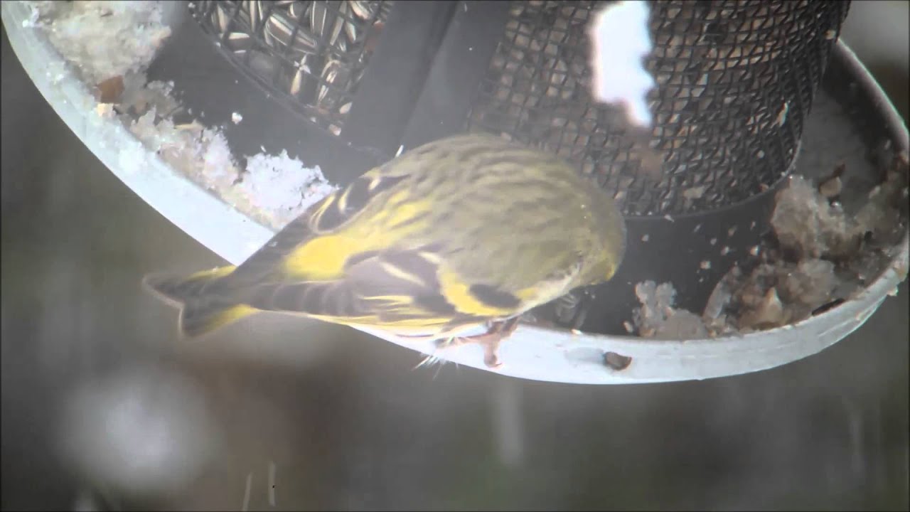 Siskin, Brambling, Hawfinch, Greenfinch, European Goldfinch 