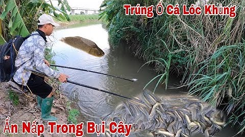 Kích Cá Trúng Đàn Cá Lóc Khủng Cá Chép Lúc Thuỷ Triều Rút Dọc Tuyến Nhánh Sông Lớn