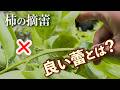 柿の摘蕾と剪定（良い蕾とは？）