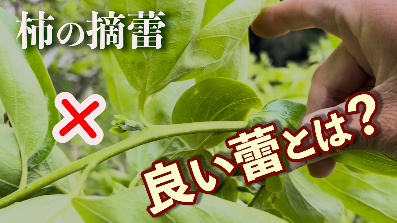 柿の摘蕾と剪定（良い蕾とは？）