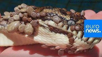 Watch: Python riddled with over 500 ticks found in Australian swimming pool