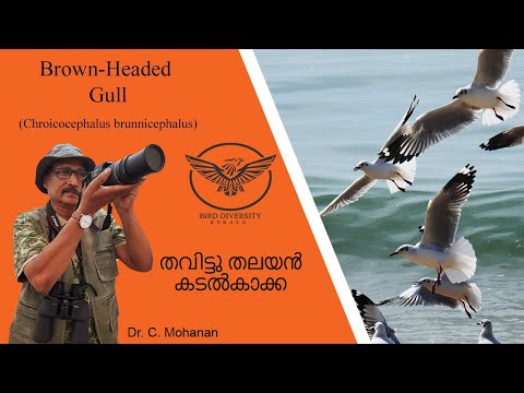 Brown Headed Gull: തവിട്ടു തലയൻ കടൽകാക്ക "Thavittu Thalayan Kadal Kakka" Bird in Kerala Malayalam