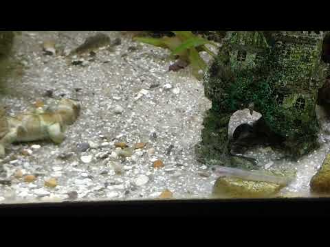 Goby & hillstream