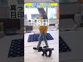お散歩しつけやってみよう【リーダーウォークの基礎】