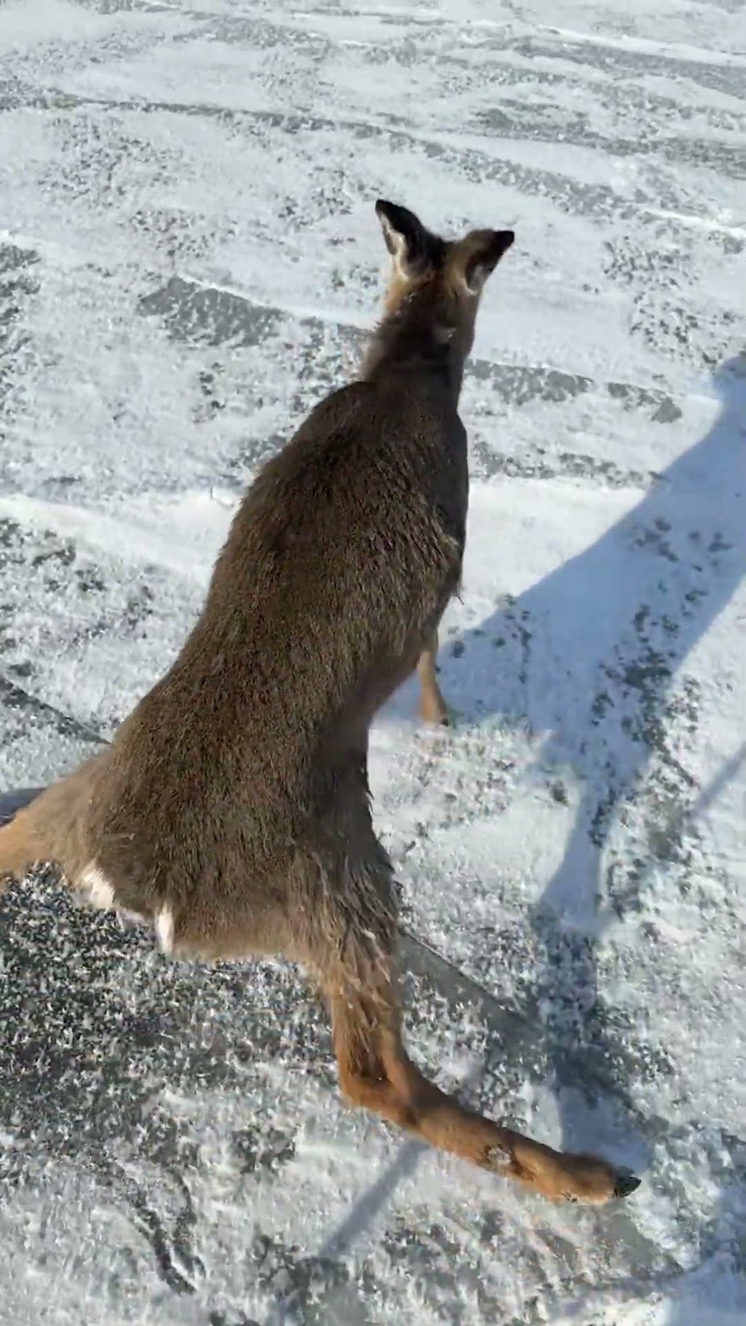 Kind Man Rescues Deer From Frozen Lake || ViralHog