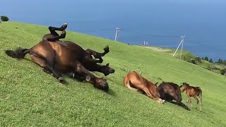 Hilarious Horses Slide Down Hill | FUNNY Animal Videos