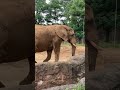 【八木山動物園】ベン君のデカチンにビックリ❣️