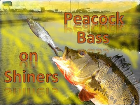 Canal Peacock Bass on Shiners 