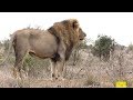 Lion Fever In Kruger National Park