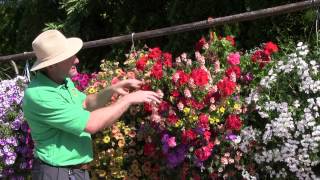 Standout Performers of 2014: Part 1 - Hanging Baskets