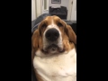 Grumpy basset hound wants attention