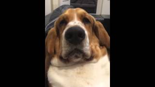 Grumpy basset hound wants attention