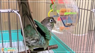 ウロコインコ：ハル 【フォージングトイ～難易度：やさしい】 Conure: Foragingtoy Easy ver.