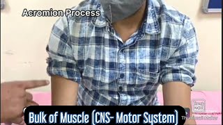 How to examine Bulk of Muscle (CNS - Motor System) | with Dr.Karee & Dr.Imtiyaz #mbbs #medicine