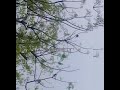 parkirti se payar kre 🙏#trending #viralshortvideo #ytshortsviral #nature