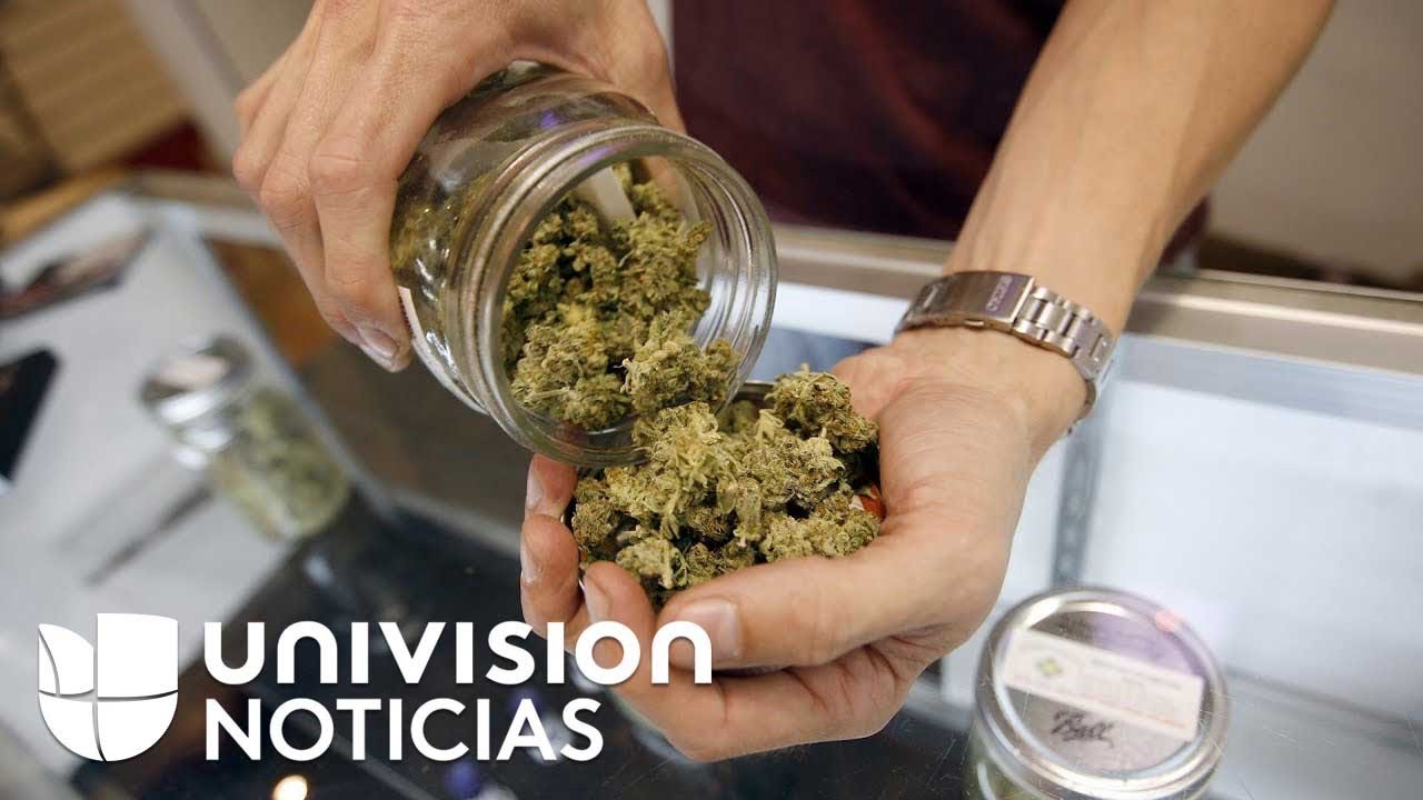 Así funcionan los autoservicios para comprar marihuana medicinal en Florida