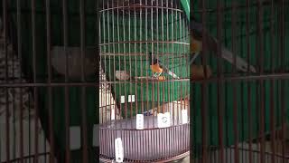 Suara jernih tembakan cililin Murai Batu Laskar milik willy Rajagaluh BC. WSF Sumedang