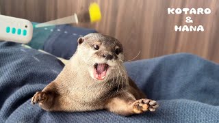 Funny Otter Reactions to Toy Pistol