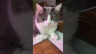 Обиделся..)))#shorts #tiktok #cat #kitten #котик #кузенька #love #йорки