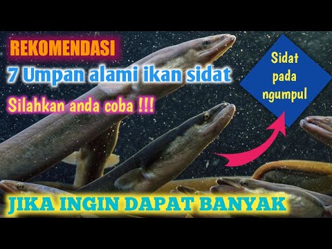 7 Umpan alami ikan sidat paling ampuh dan manjur
