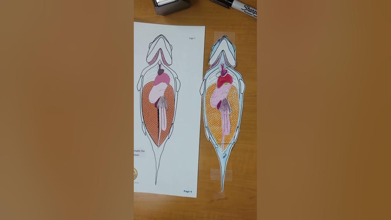 At Home Fish Dissection - YouTube