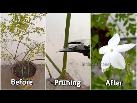 वीडियो: चमेली की प्रूनिंग: चमेली के पौधों की छंटाई कब और कैसे करें