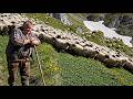 Daily Rural Work of an Elderly Farmer — Livestock Care, Cheese Making, and Harvesting