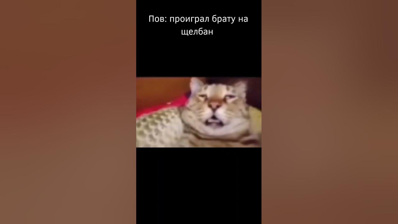 Мем с котом критическое повреждение двигателя