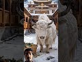 ngày 9 tháng 3 2026
