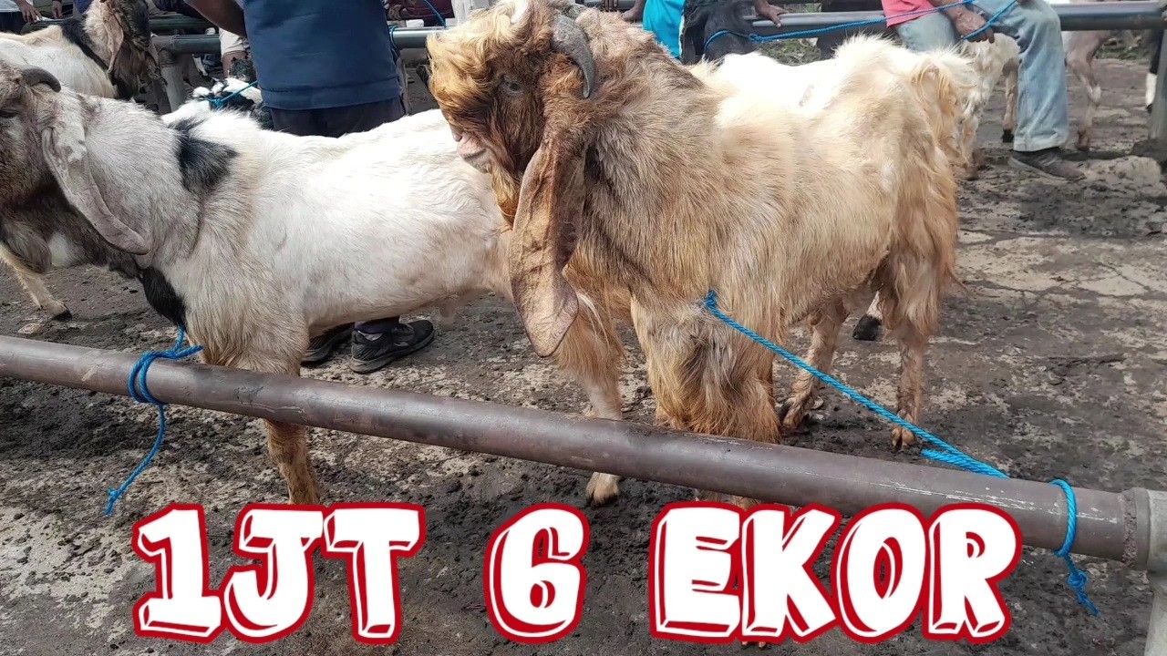1JT 6 EKOR‼️HARGA KAMBING HARI INI DIPASAR GONDANG LEGI MALANG JATIM