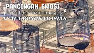 PANCINGAN EFEKTIF MURAI BATU TELAT PANAS!! TIDAK BUTUH WAKTU LAMA LANGSUNG NYAUT BONGKAR ISIAN!!!