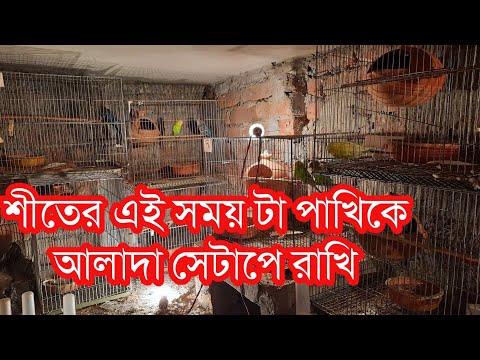 ভিডিও: বেগোনিয়াকে কীভাবে জল দেওয়া যায়? শীতকালে এবং বছরের অন্যান্য সময়ে বাড়িতে পাত্রের মধ্যে বেগোনিয়াসকে জল দেওয়া। কিভাবে একটি ফুলকে ড্রিপ সেচে সঠিকভাবে স্থানান্তর করা যায়?