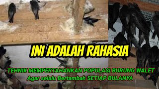 2 CARA PALING JITU MEMPERTAHANKAN POPULASI BURUNG WALET